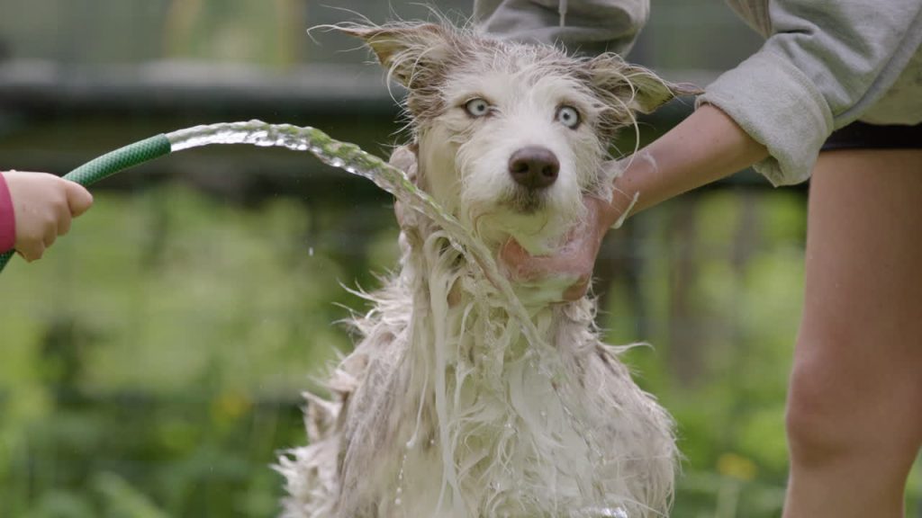 Does Dawn Dish Soap Really Kill Fleas on Dogs?